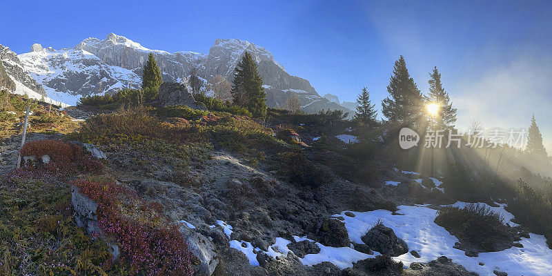 山景观在日出与高山玫瑰在山Hochkönig