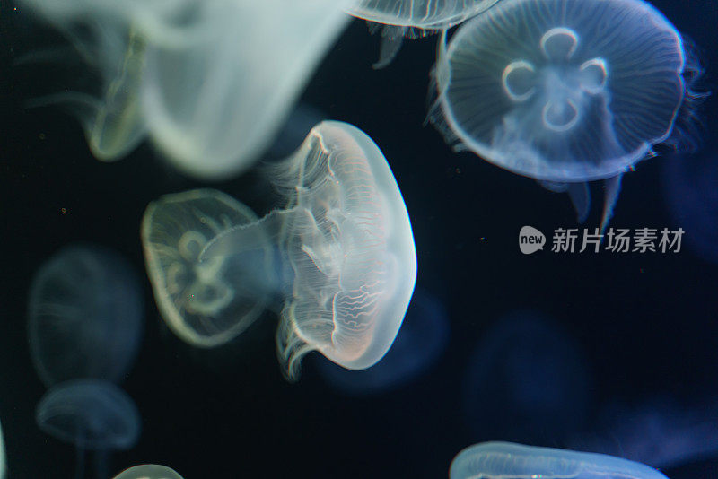 美丽的水母与霓虹辉光效果的公共水族馆与黑暗的背景。抽象背景或海洋生物微距照片概念。