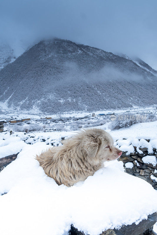 一只狗坐在雪堆上，看着群山