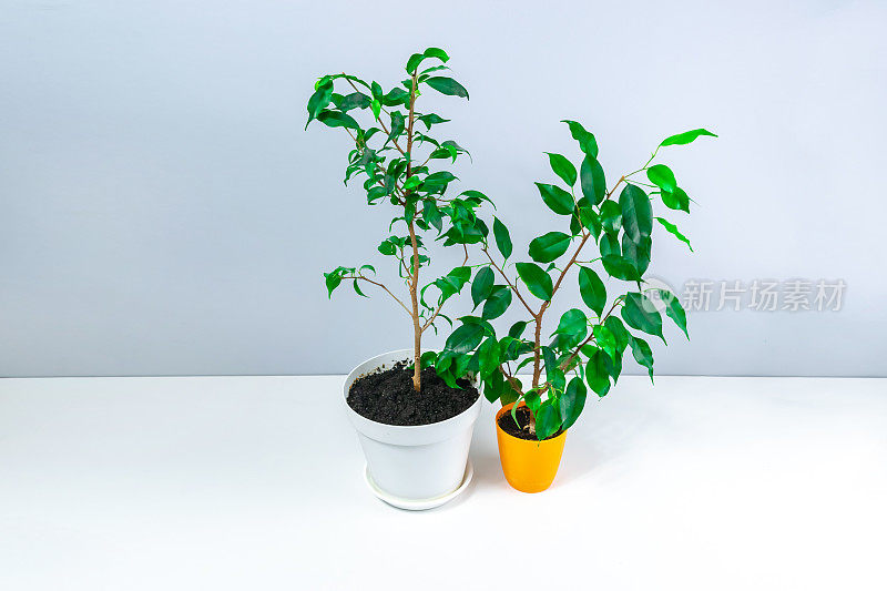 种植和照顾室内植物的概念。