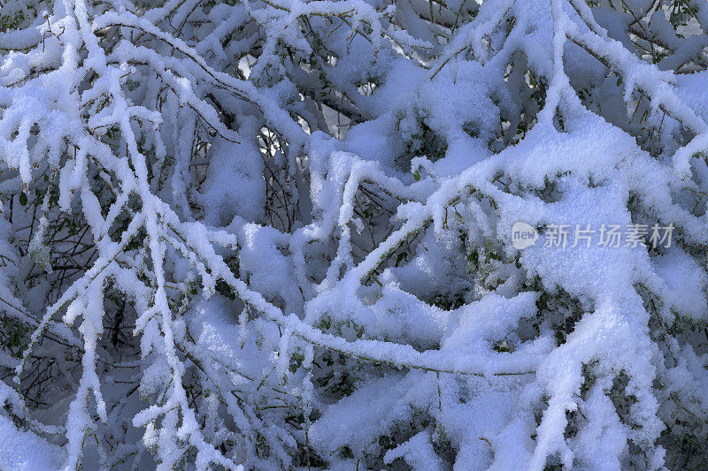 暴风雪过后被雪覆盖的树枝特写