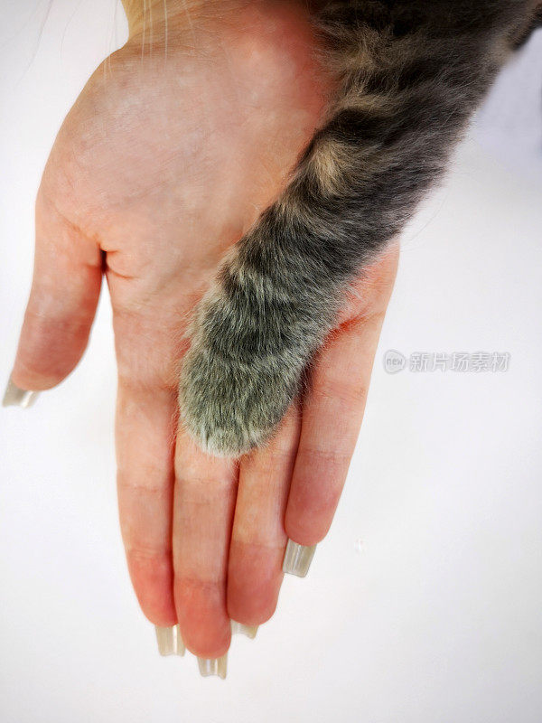 灰色毛茸茸的小猫爪子放在模糊的人手上(年轻女子，手指和指甲很长)。人类和动物之间握手和友谊的图像。爱护、爱护、保护宠物的理念