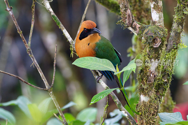 红褐色的Motmot