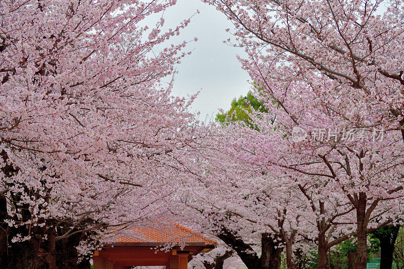 东京住宅区樱花盛开