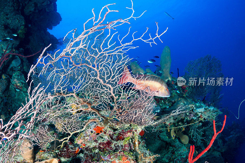 深海珊瑚礁上的鲷鱼