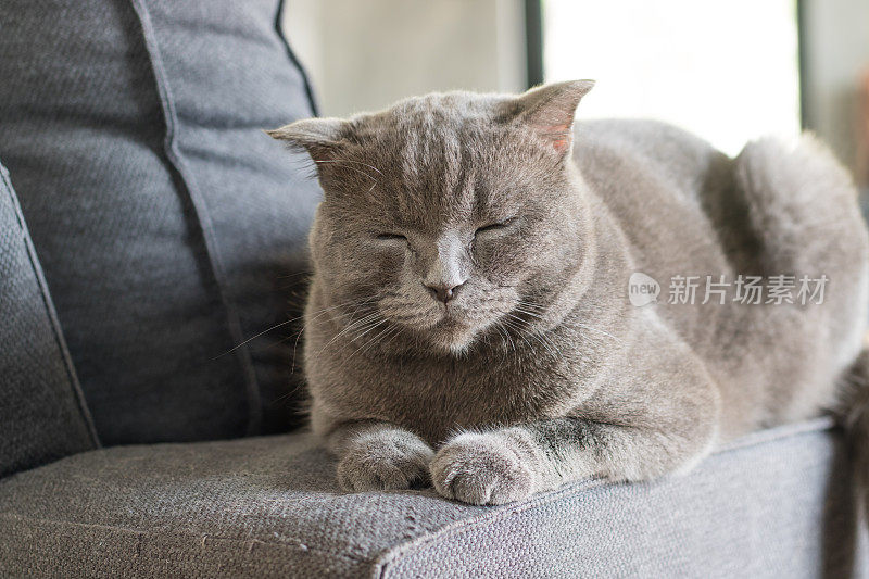 快乐的猫美国短毛睡在灰色的沙发上