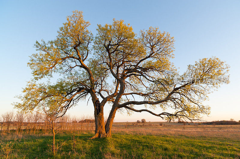日落的朴树，俄克拉荷马州