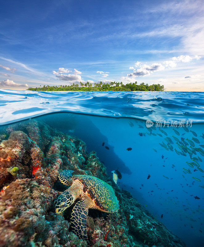 玳瑁海龟在水面下探索珊瑚礁