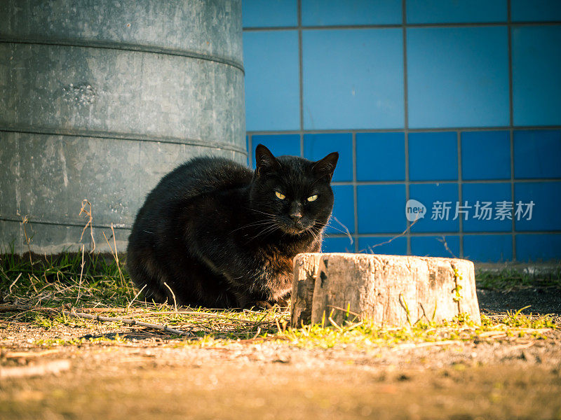 只流浪猫