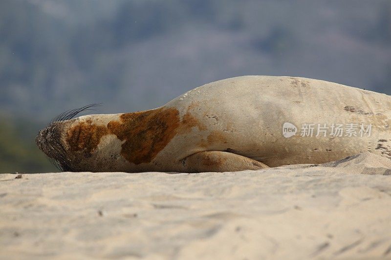 海象躺在沙丘上