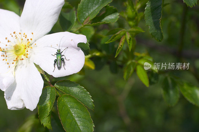 野蔷薇甲虫