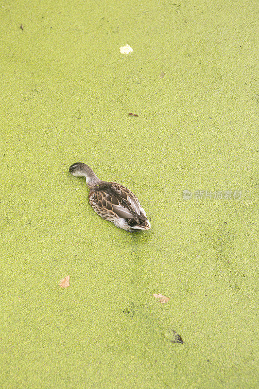 荷兰代尔夫特水渠里的鸭子