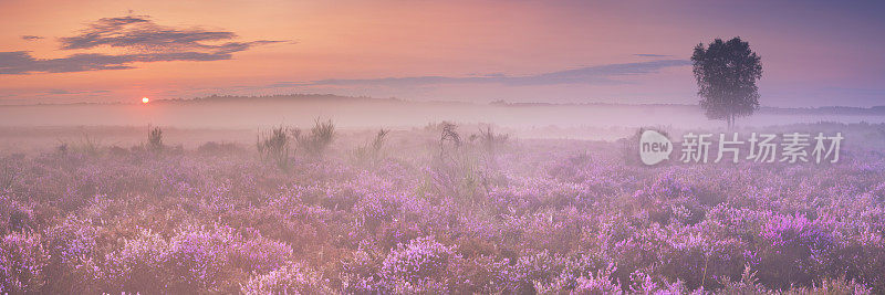 荷兰，黎明时分，希尔弗瑟姆附近，雾气笼罩着盛开的石南花