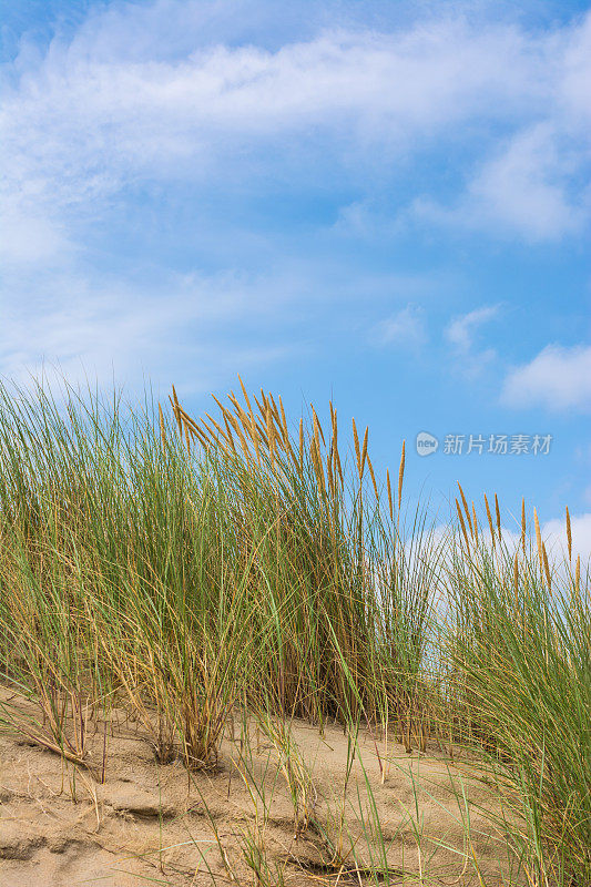 荷兰诺德维克沙丘上的海草