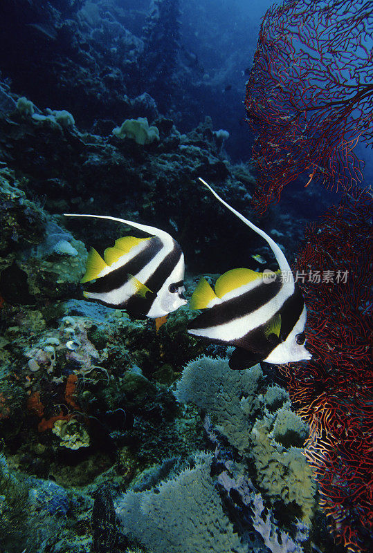 Bannerfish礁上