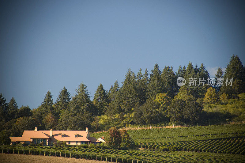 俄勒冈州威拉米特谷风景如画的葡萄园