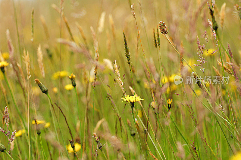 夏天野花草地