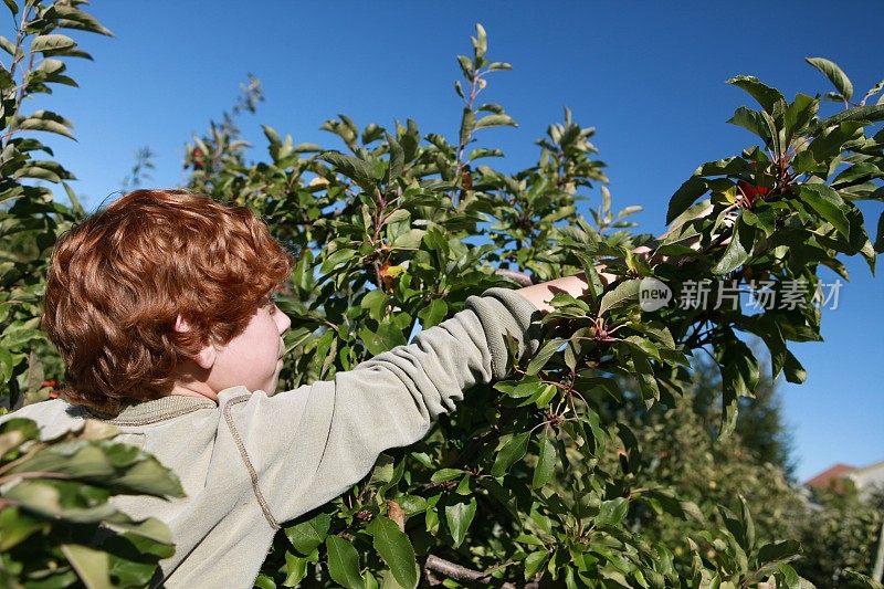 在果园里摘苹果的男孩