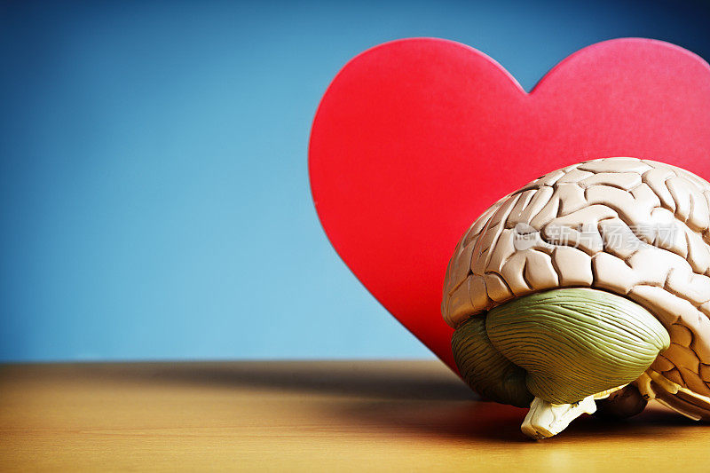 我想我坠入爱河了:镂空心脏的大脑模型