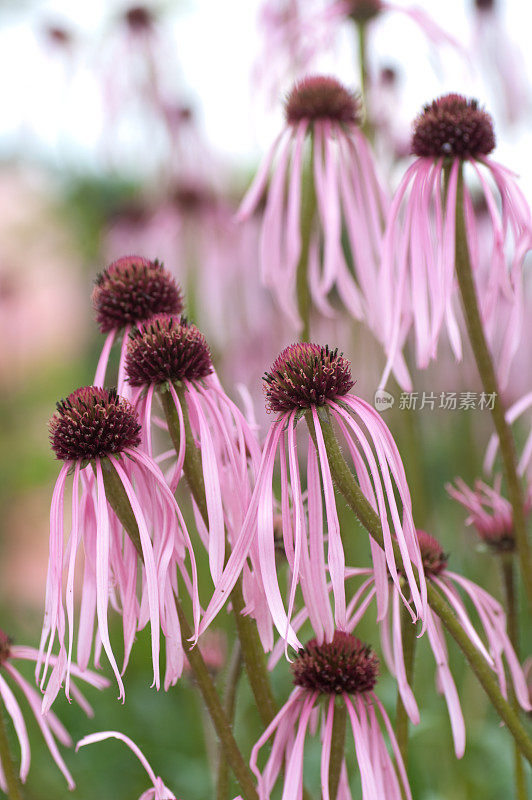 紫锥菊angustifolia