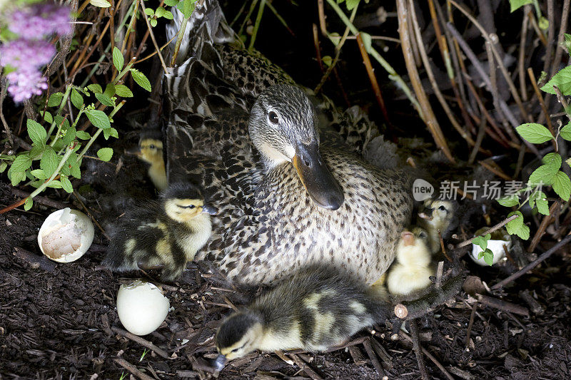保护鸭妈妈和她的小鸭子在巢里