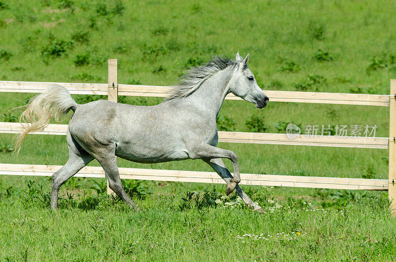 阿拉伯骏马——疾驰的母马