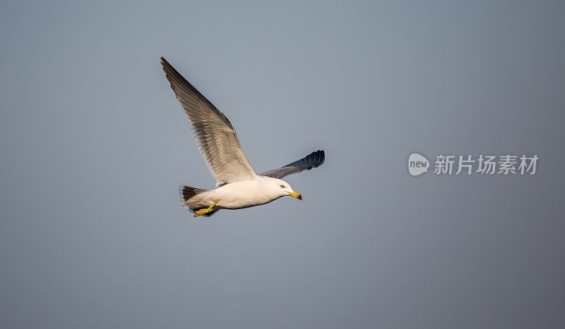 海鸥在海上飞翔