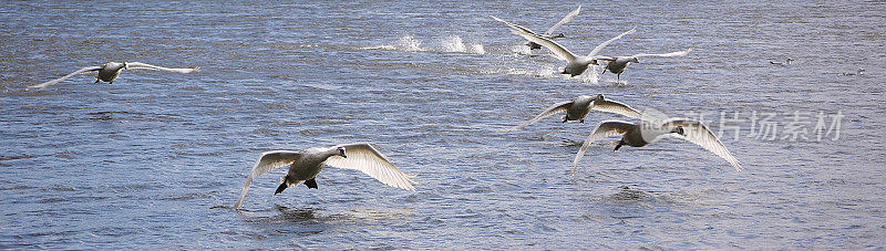 一群年轻的天鹅和父母在湖上降落