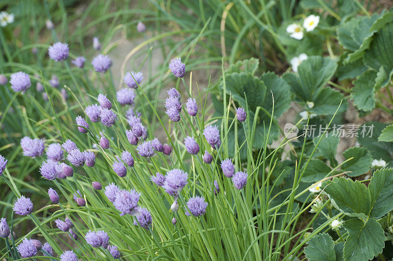 花韭菜和草莓