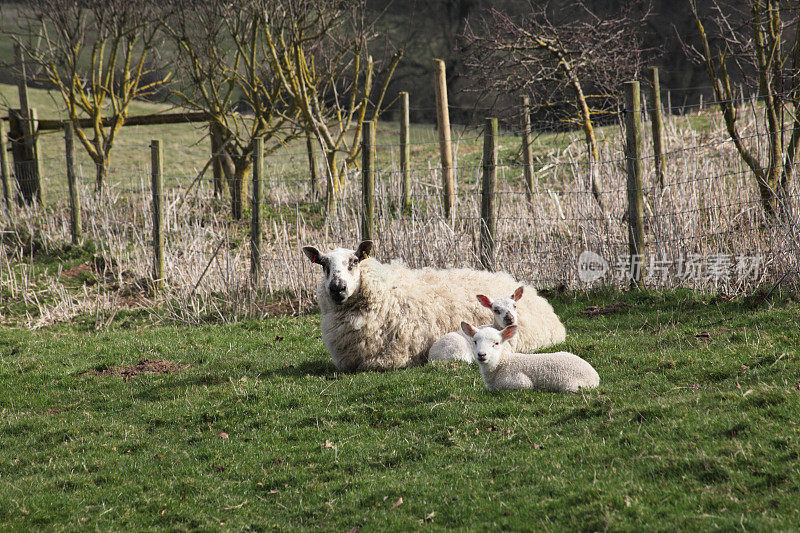 绵羊和羊羔