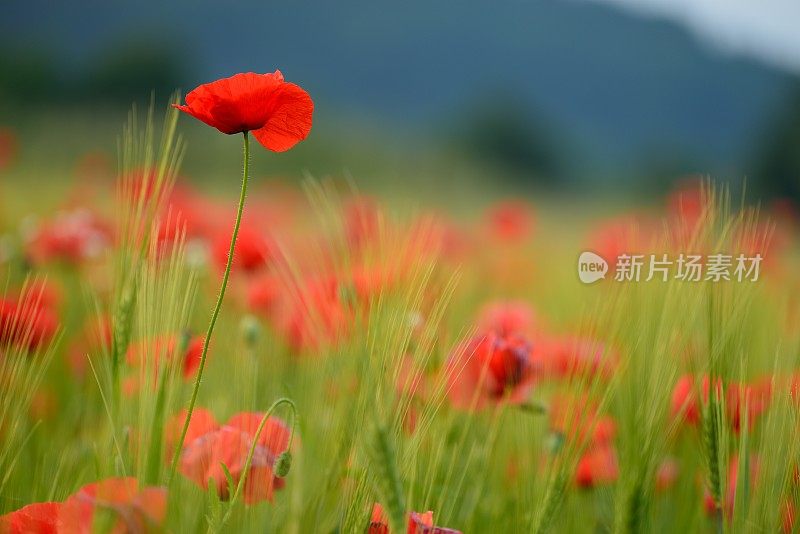 麦田里的红色罂粟花