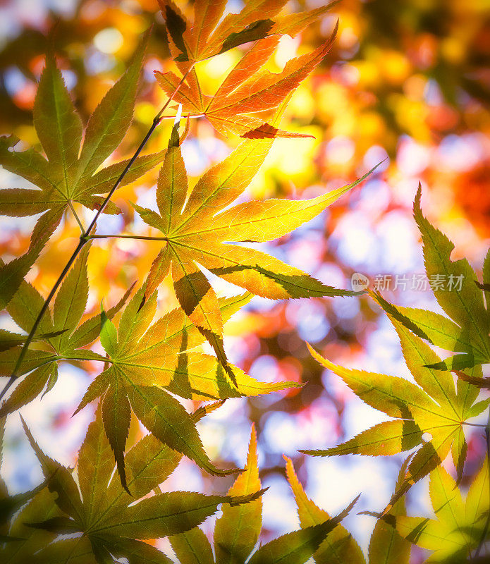 丰富多彩的日本叶子