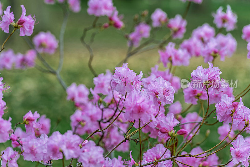 杜鹃花的花