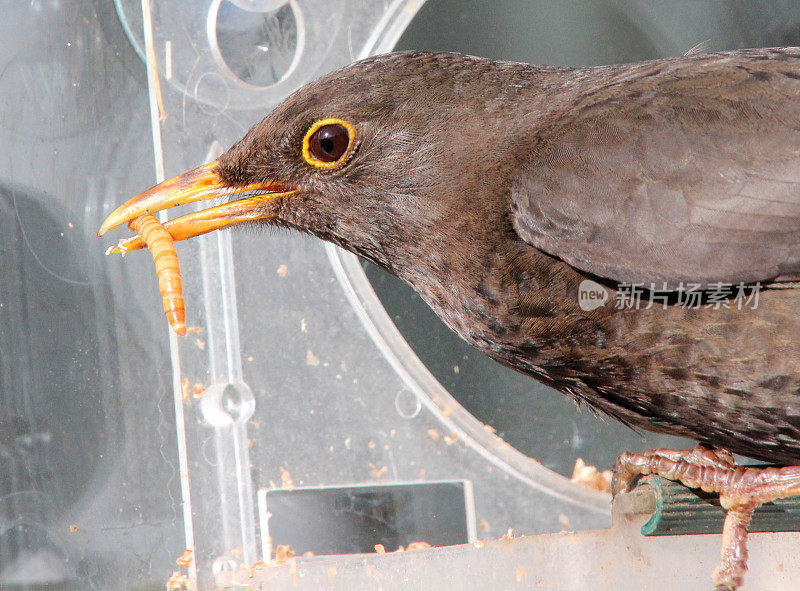 普通画眉鸟(拉丁文:Turdus-merula)从喂鸟人那里吃粉虫