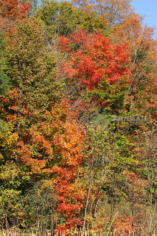 加拿大:唐河谷的秋色