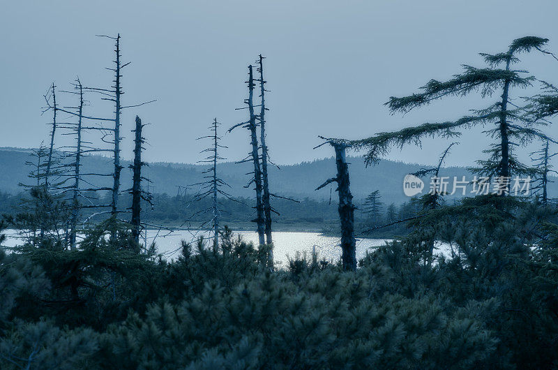 剪影干老，湖水，月夜