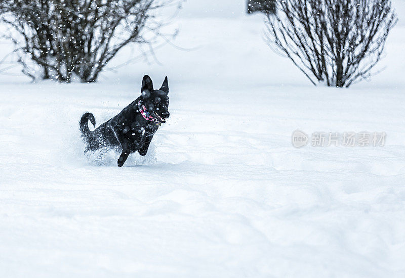 热情的黑色拉布拉多犬加速通过深暴风雪雪