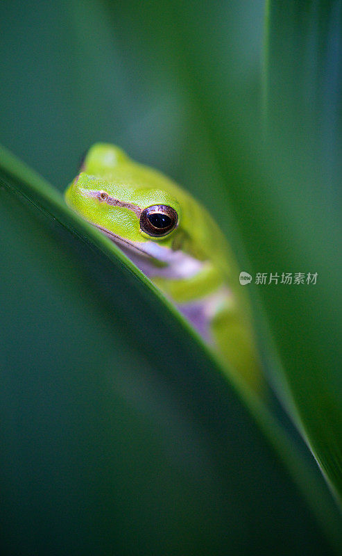 东部莎草青蛙