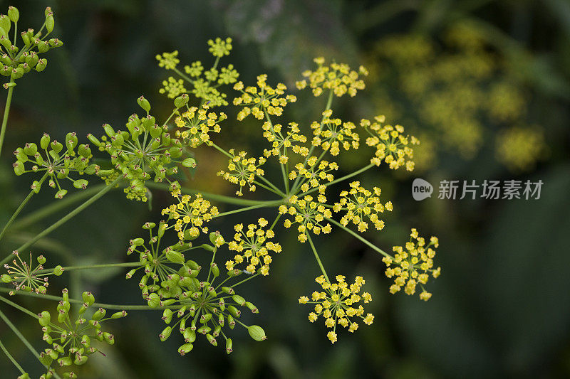 黄色野生防风草