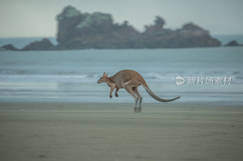 美丽的袋鼠在海滩上跳跃