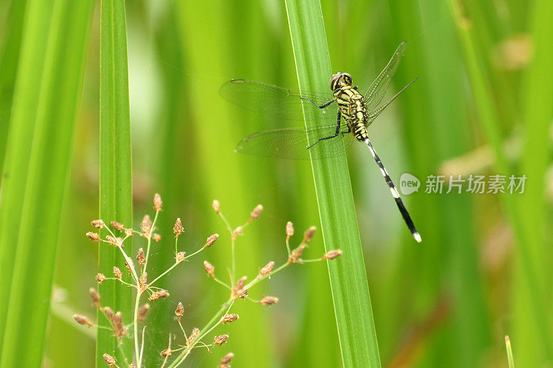 蜻蜓和草