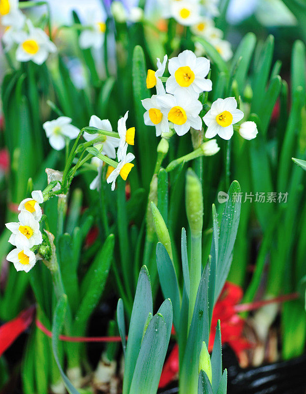 水仙花儿