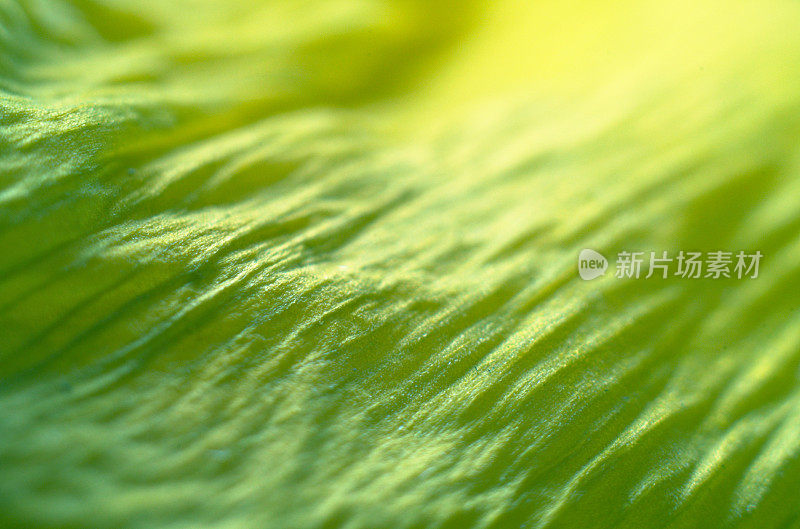 细节特写水仙花花瓣