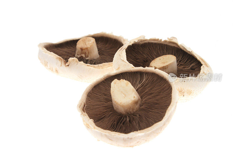 蘑菇-大直径，可食用品种，白色背景