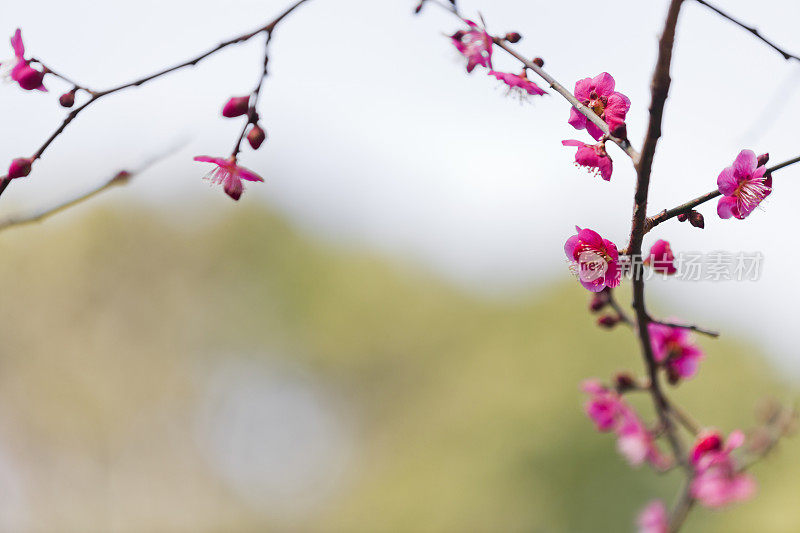 粉色的梅花