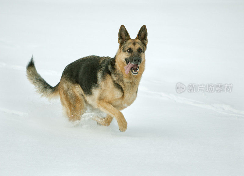 冬天的德国牧羊犬