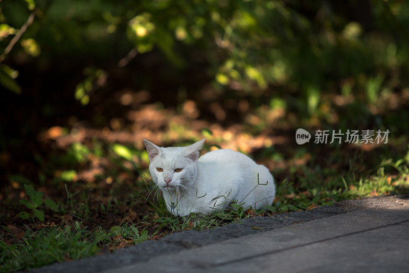 路边蹲着一只白猫