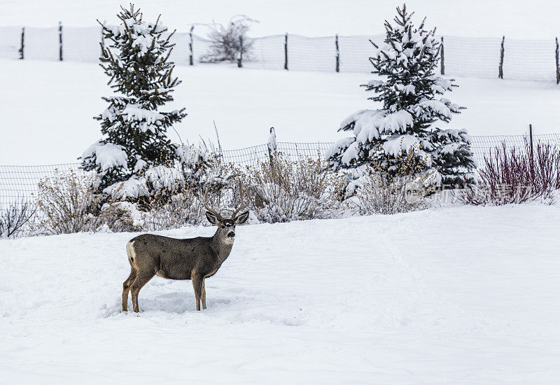 十点雄鹿站在犹他州冬天的雪