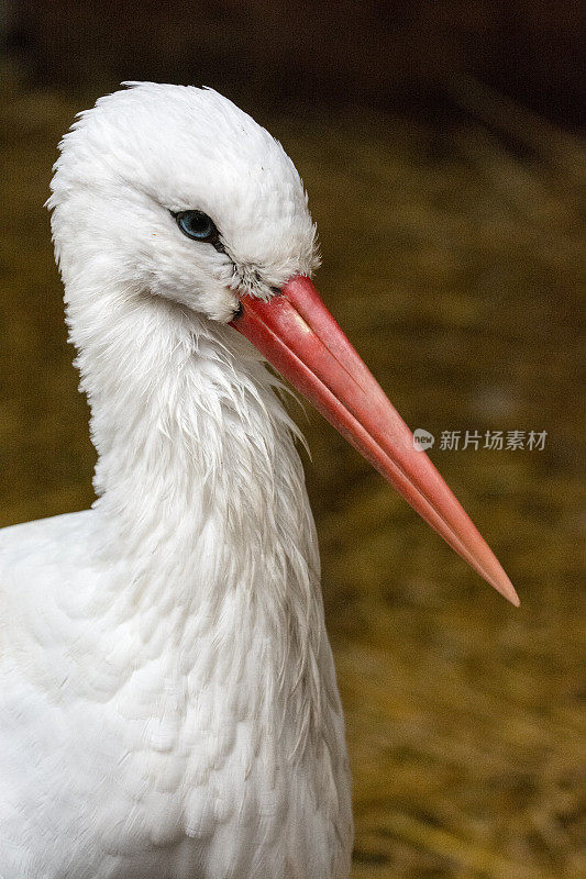 谷仓里的鹳的肖像