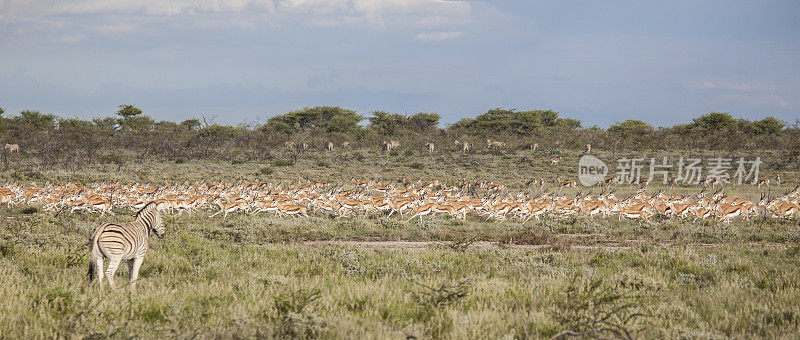 波切尔的斑马观察跳羚群的踩踏;Etosha_N.P。、纳米比亚